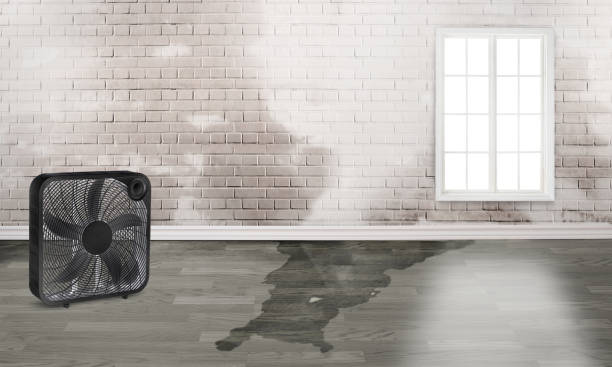 Best Carpet water damage restoration  in Folly Beach, SC
